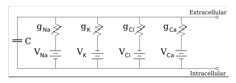 Cell_membrane_equivalent_circuit.png