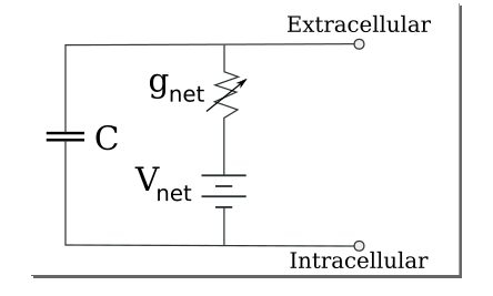 Cell_membrane_reduced_circuit.png