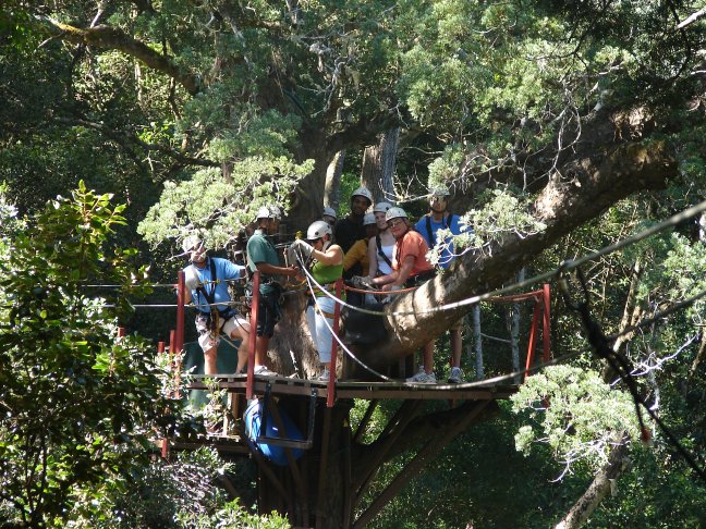 canopy_tree.jpg