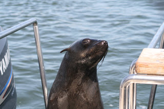 namibia_seal.jpg